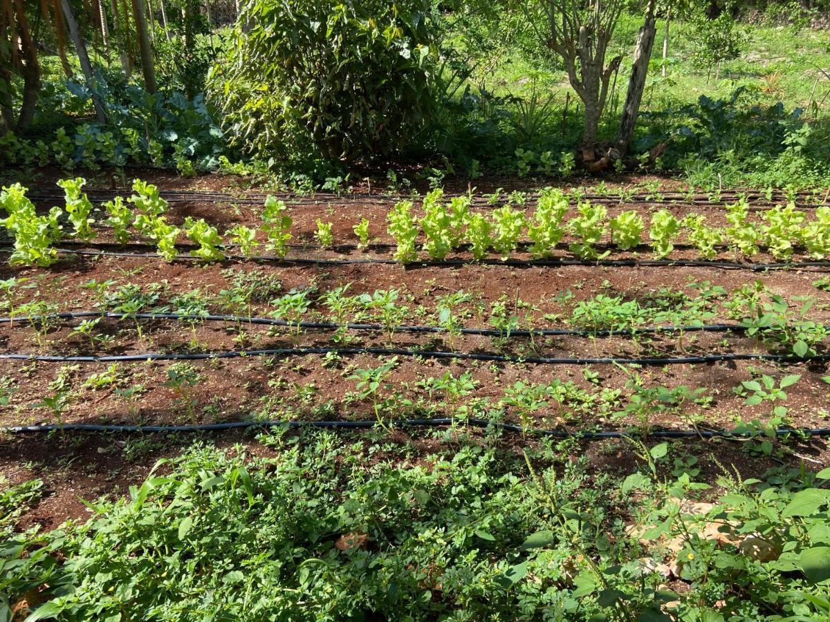 Encantadora Maya Tradicional En Rancho Agroecologico Tzucaceb