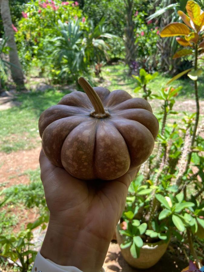 Encantadora Maya Tradicional En Rancho Agroecologico